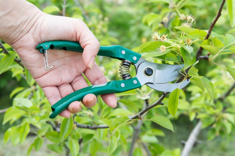 Bradford Pear Tree Pruning in Pottstown, PA