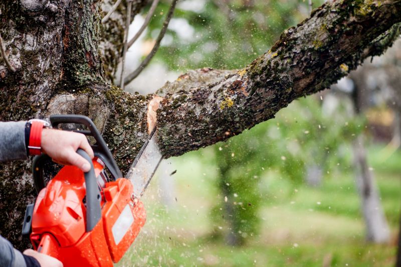 Cherry Tree Removal in San Jose, CA