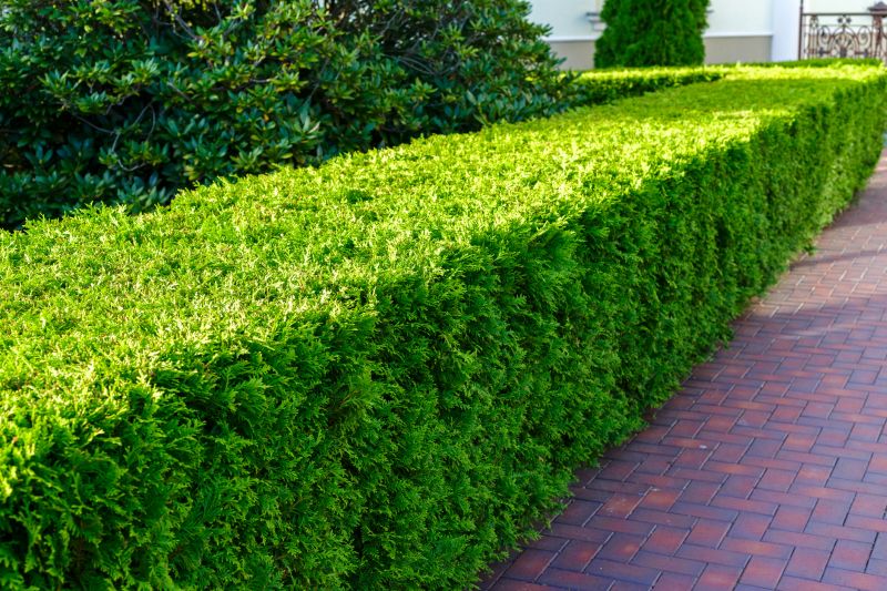 Healthy Hedge Growth