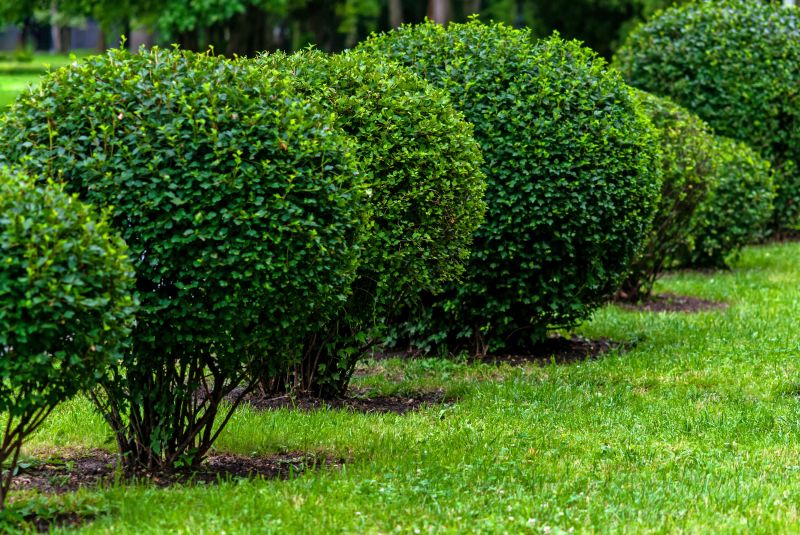 Healthy, Pruned Bushes